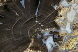Petrified Wood (Schinoxylon) Slab - Blue Forest, Wyoming #114458-1